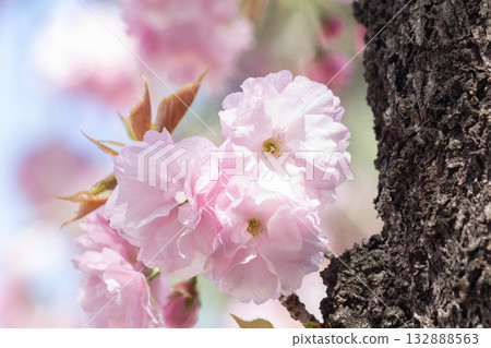 Cherry blossoms [variety: Edo] 132888563