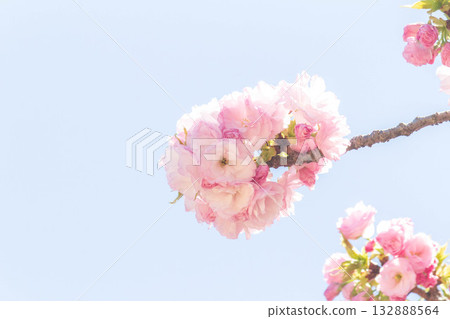 Cherry blossoms [variety: Edo] 132888564