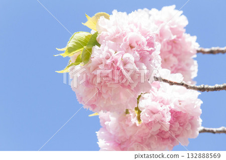 Cherry blossoms [variety: Edo] 132888569