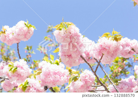 Cherry blossoms [variety: Edo] 132888570