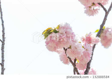 櫻花[品種：江戶] 132888584