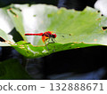 一隻蜻蜓停在睡蓮葉片上。 132888671