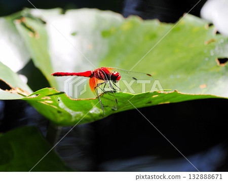 一隻蜻蜓停在睡蓮葉片上。 132888671