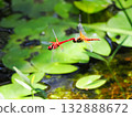 一對蜻蜓在水邊飛翔 132888672