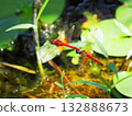 一對蜻蜓在水邊飛翔 132888673