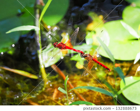 一對蜻蜓在水邊飛翔 132888673