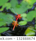 一對蜻蜓在水邊飛翔 132888674