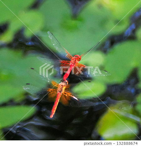 一對蜻蜓在水邊飛翔 132888674