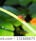 一隻蜻蜓停在葉子上。 132888675