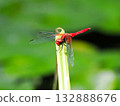 一隻蜻蜓停在葉子上。 132888676