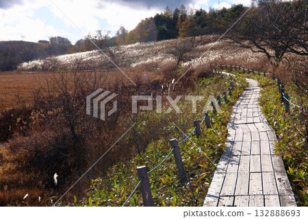 Yaoshima Mogara in autumn Yaoshima Mogara in autumn 132888693