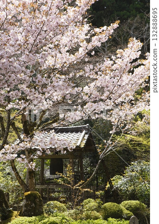 Cherry blossoms at Wakkoin 132888695
