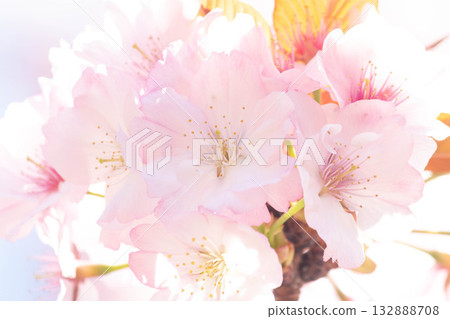 櫻花[品種：長州山櫻] 132888708