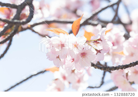 櫻花[品種：長州山櫻] 132888720