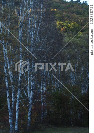 Birch trees and afternoon light 132888731