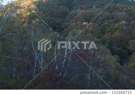 Afternoon light and birch trunks 132888732
