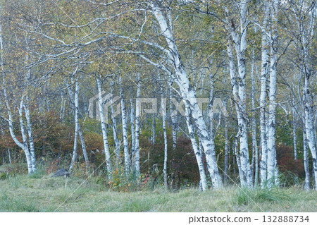 White birch forest of Yachiho Plateau 132888734
