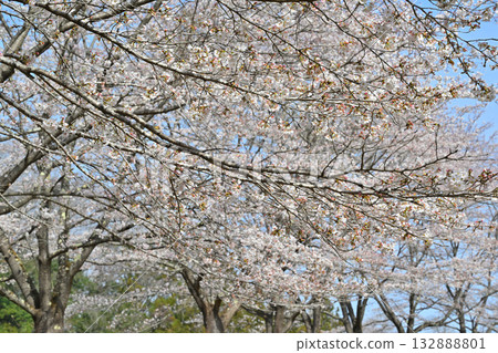 春天，虎山千本櫻在東秩父村的山村里盛開。 132888801