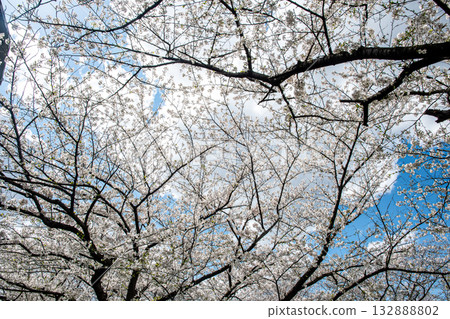 I look up at the cherry blossoms in full bloom I look up at the cherry blossoms in full bloom 132888802