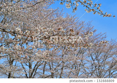 Blue sky background, Toyama Senbonzakura in full bloom, spring in the mountain village, Higashichichibu Village 132888809