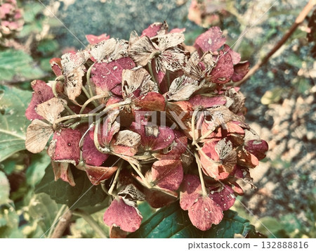 Withered hydrangea (dried flower) 132888816