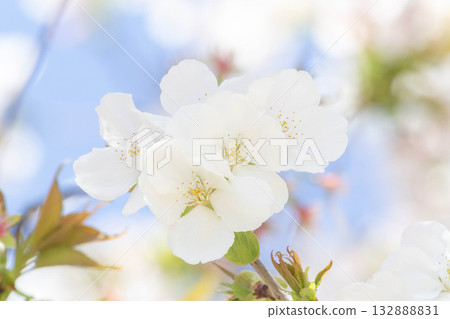 Cherry blossoms [variety: Shirayuki] 132888831