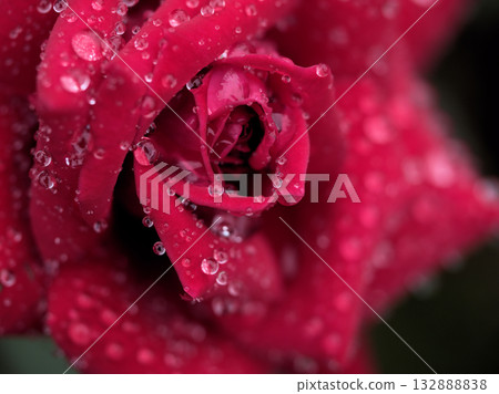 A beautiful red rose "Doftsabaa" blooming in rainy October 132888838