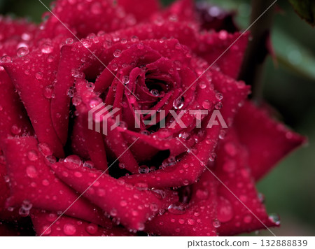 A beautiful red rose "Doftsabaa" blooming in rainy October 132888839