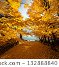 Ginkgo road with autumn leaves 132888840