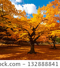 A big tree of Zelkowa foliage 132888841