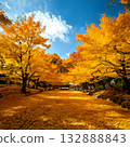 Autumnal leaves ginkgo tree 132888843