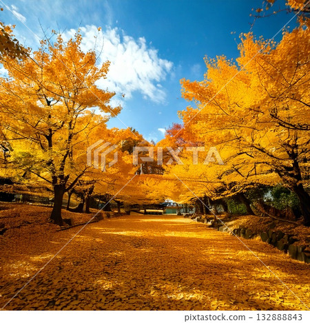 Autumnal leaves ginkgo tree 132888843
