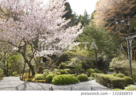 Cherry blossoms at Wakkoin Cherry blossoms at Wakkoin 132888855