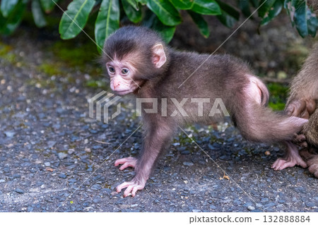 Cute baby Yakuza monkeys on Yakushima Island, a World Heritage Site (Spring) Cute baby Yakuza monkeys on Yakushima Island, a World Heritage Site (Spring) 132888884