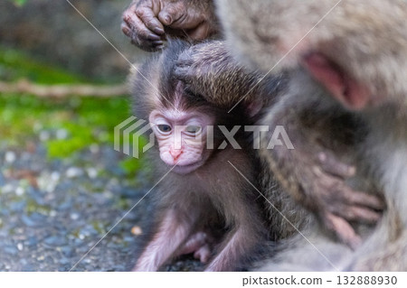 黑幫幼猴梳理毛髮 世界自然遺產屋久島(春季) 黑幫幼猴梳理毛髮 世界自然遺產屋久島(春季) 132888930