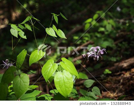 Epimedium blooming in the sunlight filtering through the leaves Epimedium blooming in the sunlight filtering through the leaves 132888943