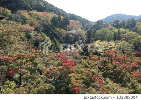 Autumn leaves begin to fall at Kiyomizu-dera Temple in Kyoto Autumn leaves begin to fall at Kiyomizu-dera Temple in Kyoto 132889004
