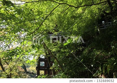 Autumn leaves begin to fall at Kiyomizu-dera Temple in Kyoto 132889032