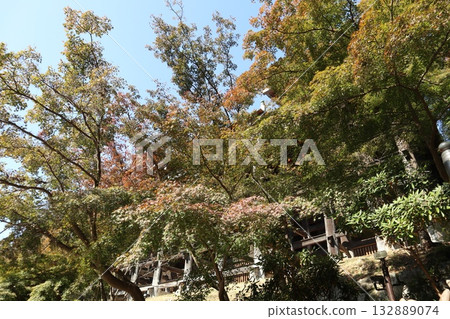 京都清水寺的秋葉開始飄落 京都清水寺的秋葉開始飄落 132889074