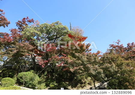 Autumn leaves begin to fall at Kiyomizu-dera Temple in Kyoto Autumn leaves begin to fall at Kiyomizu-dera Temple in Kyoto 132889096