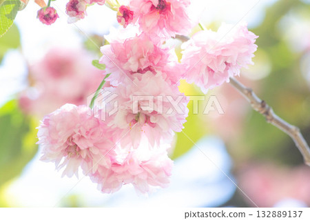 櫻花【品種：梅鄉寺樹掛櫻】 132889137