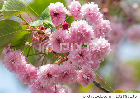 櫻花【品種：梅鄉寺樹掛櫻】 132889139