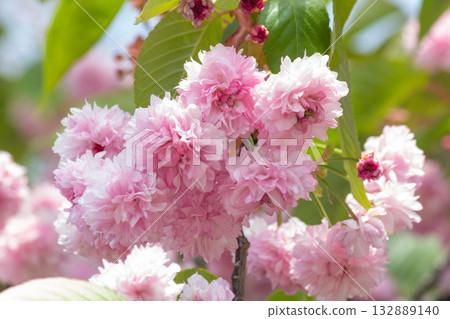 櫻花【品種：梅鄉寺樹掛櫻】 132889140