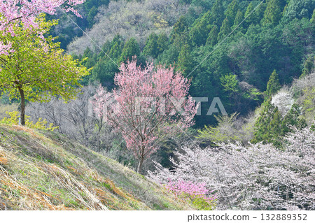 Tiger Mountain Senbonzakura in full bloom in spring in the mountain village of Higashichichibu Village Tiger Mountain Senbonzakura in full bloom in spring in the mountain village of Higashichichibu Village 132889352