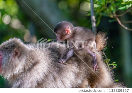 黑幫幼猴騎在世界自然遺產屋久島（春季） 132889367