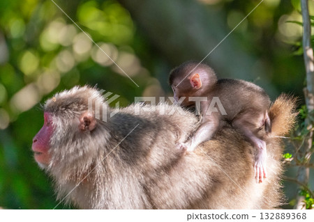 Yakuza baby monkey riding on its back World Natural Heritage Yakushima (Spring) 132889368