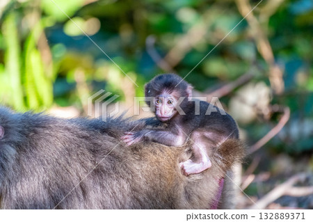 Yakuza baby monkey riding on its back World Natural Heritage Yakushima (Spring) Yakuza baby monkey riding on its back World Natural Heritage Yakushima (Spring) 132889371