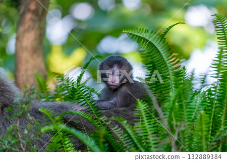 Yakuza baby monkey riding on its back World Natural Heritage Yakushima (Spring) 132889384