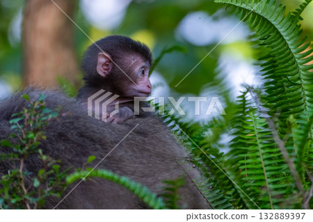 Yakuza baby monkey riding on its back World Natural Heritage Yakushima (Spring) Yakuza baby monkey riding on its back World Natural Heritage Yakushima (Spring) 132889397