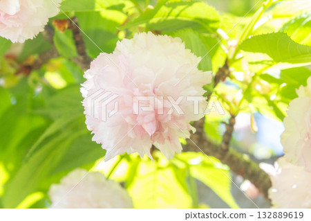 Cherry blossoms [variety: Kenrokuen Kikuzakura] 132889619